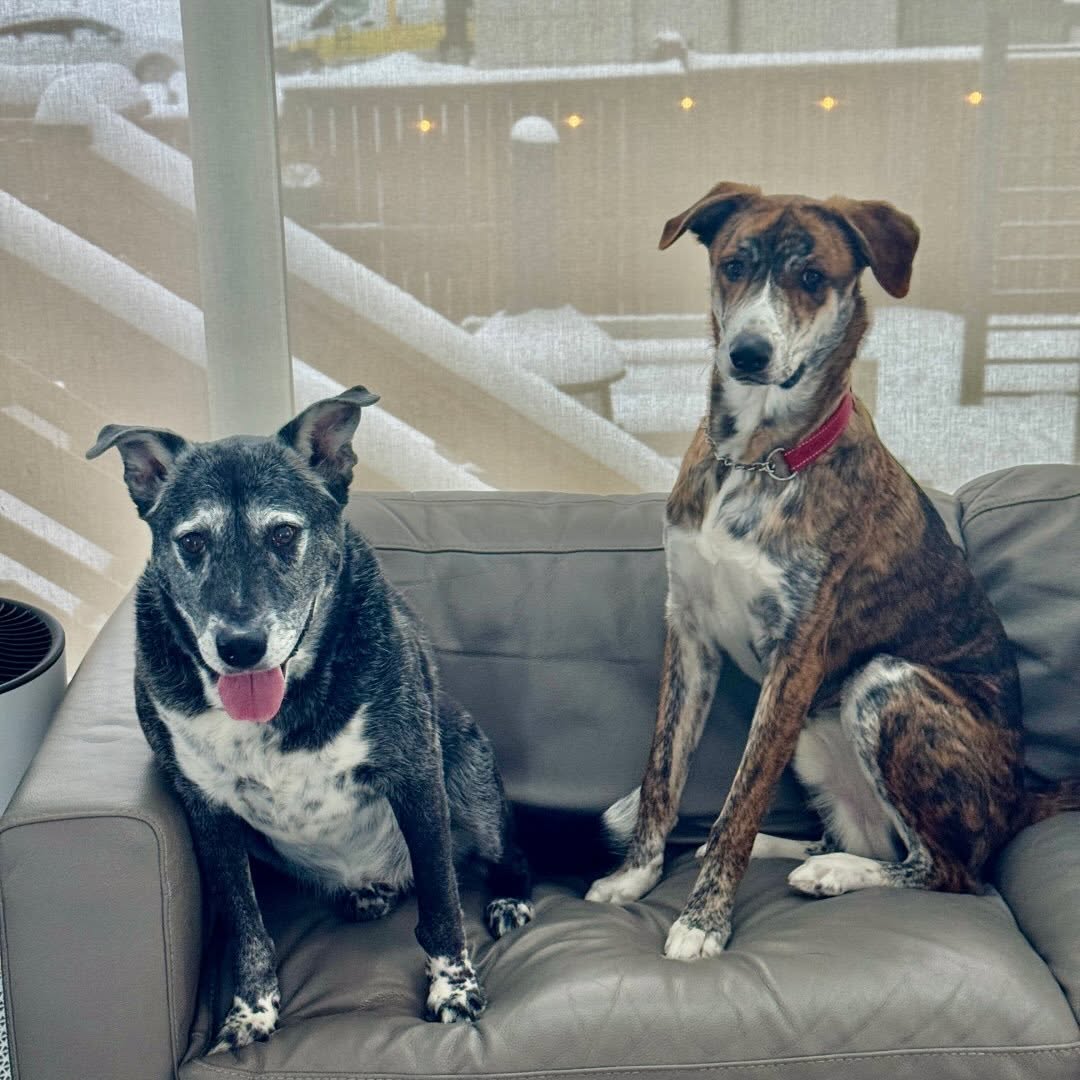 ourdogs.jpg