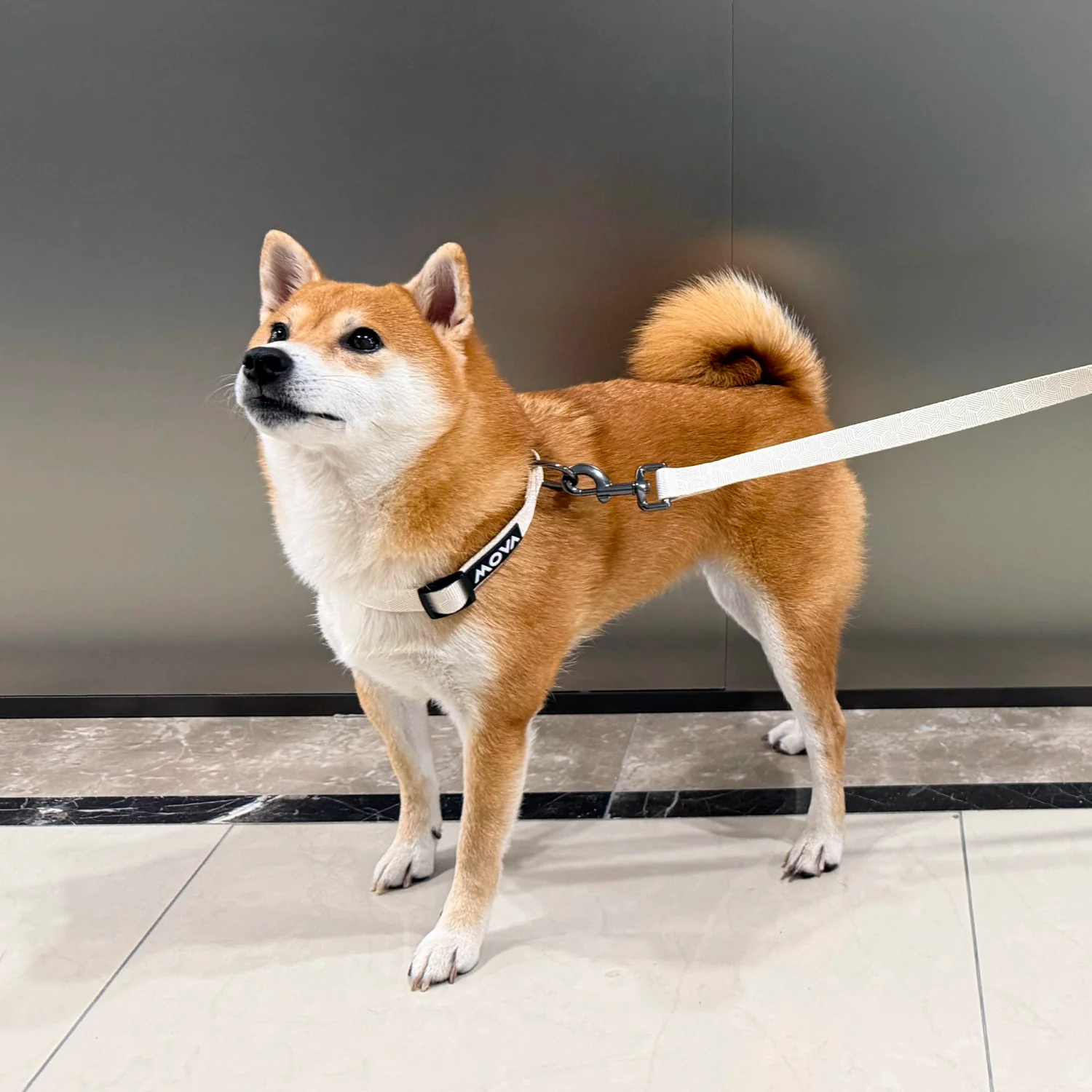 leash-3.webp