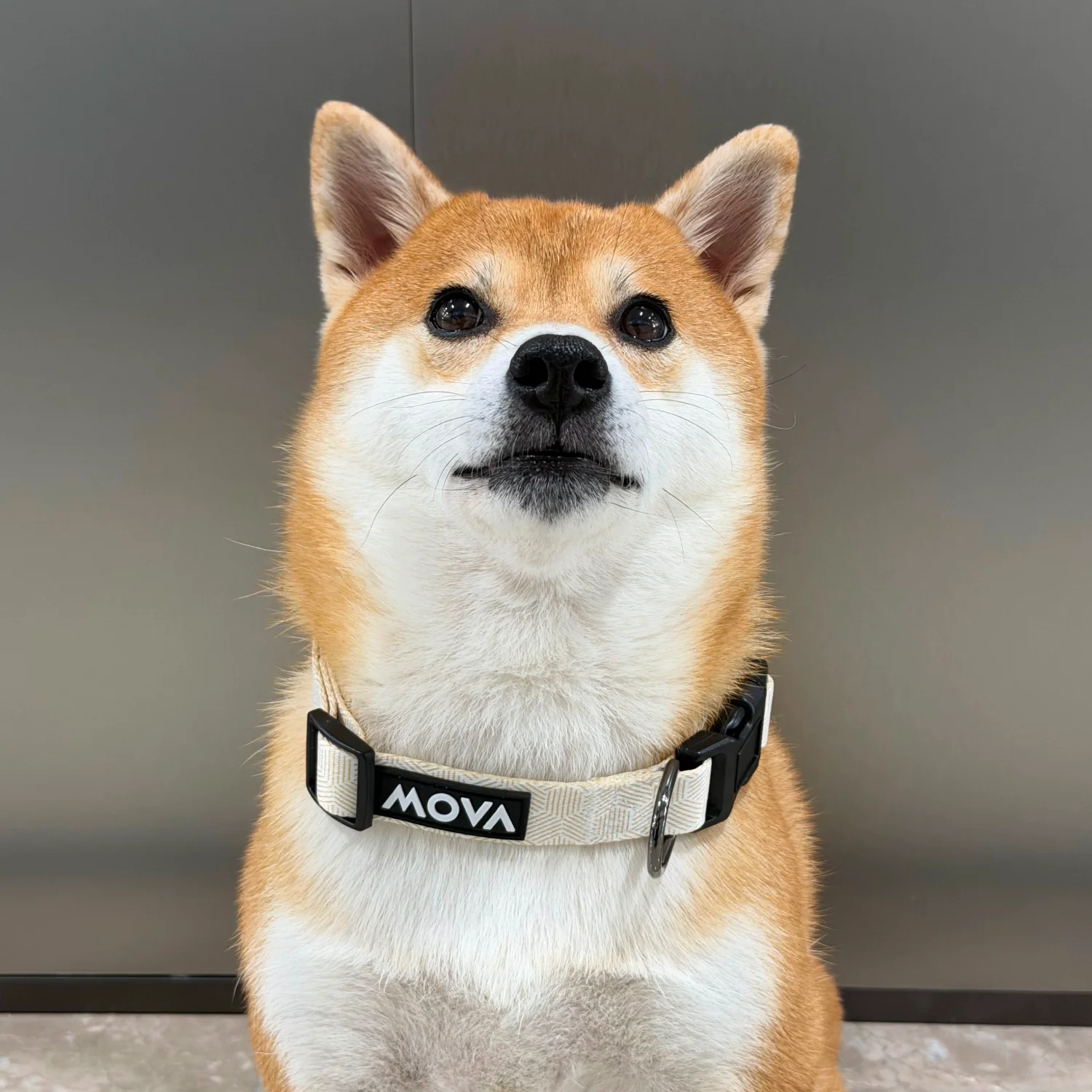 collar-4.webp